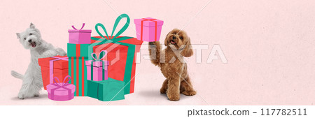 Two purebred dogs, white West Highland Terrier and brown Poodle, playing with colorful presents on pink background. Creative collage. Two purebred dogs, white West Highland Terrier and brown Poodle, playing with colorful presents on pink background. Creative collage. 117782511