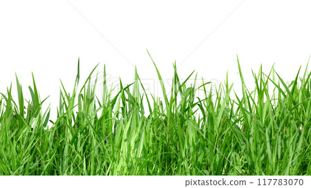 A cut-out of a clump of green tall grass on a white background with clipping paths. 117783070