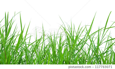 A cut-out of a clump of green tall grass on a white background with clipping paths. 117783071