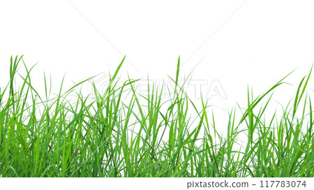 A cut-out of a clump of green tall grass on a white background with clipping paths. A cut-out of a clump of green tall grass on a white background with clipping paths. 117783074