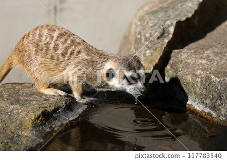 貓鼬喝完了水 117783540