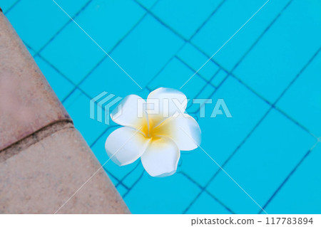 Poolside plumeria flowers Poolside plumeria flowers 117783894