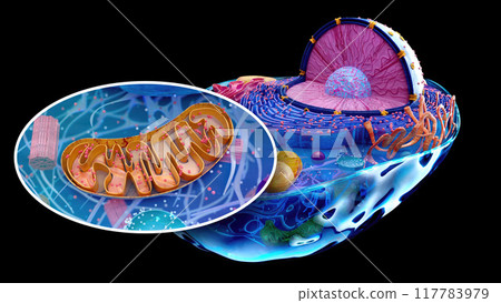 Abstract illustration of the biological cell 117783979