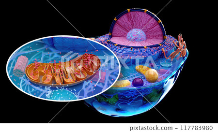 Abstract illustration of the biological cell 117783980