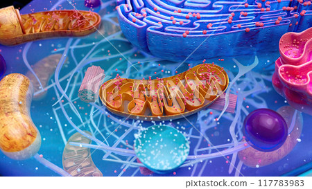 Abstract illustration of the mitochondria Abstract illustration of the mitochondria 117783983