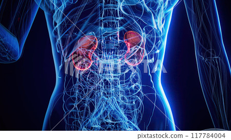 Anatomy of a X-ray woman doing Biceps Curls 117784004