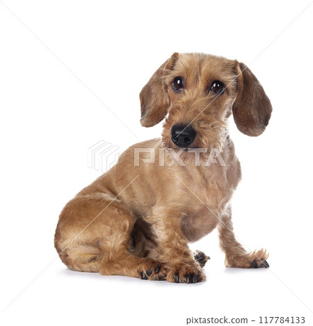 Adult red Dachshund on white background Adult red Dachshund on white background 117784133