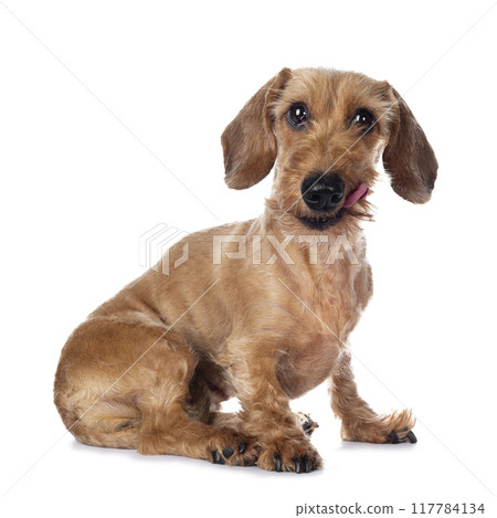 Adult red Dachshund on white background Adult red Dachshund on white background 117784134