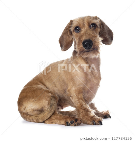 Adult red Dachshund on white background 117784136