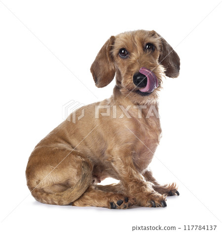Adult red Dachshund on white background 117784137