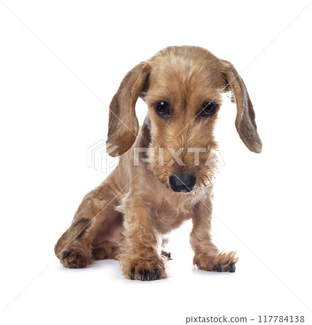 Adult red Dachshund on white background 117784138