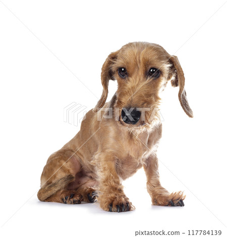 Adult red Dachshund on white background 117784139