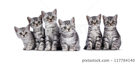 British Shorthair kittens on white 117784140