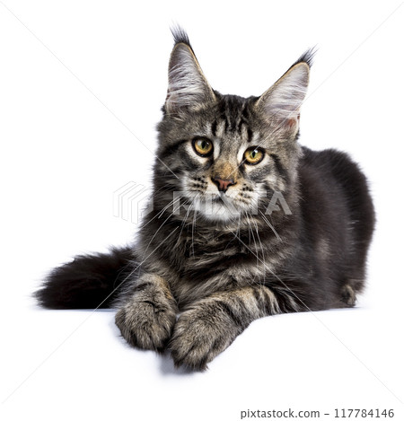 Maine Coon cat kitten on white background Maine Coon cat kitten on white background 117784146