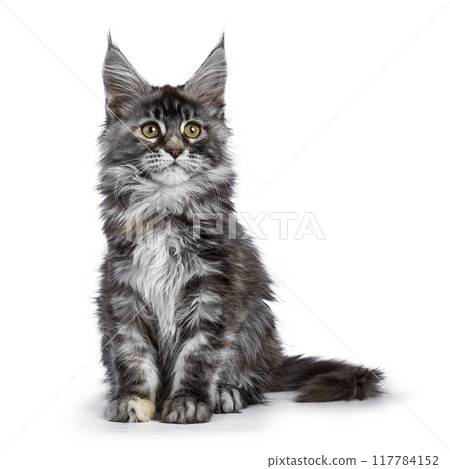 Maine Coon cat kitten on white background Maine Coon cat kitten on white background 117784152