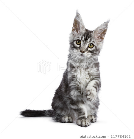 Maine Coon cat kitten on white background Maine Coon cat kitten on white background 117784161