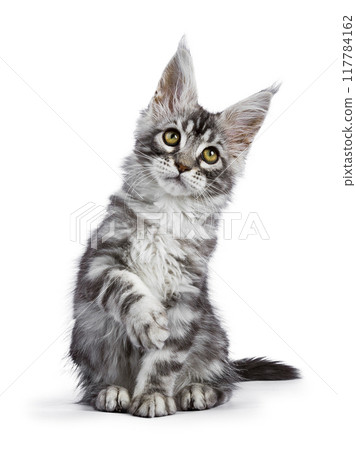 Maine Coon cat kitten on white background Maine Coon cat kitten on white background 117784162