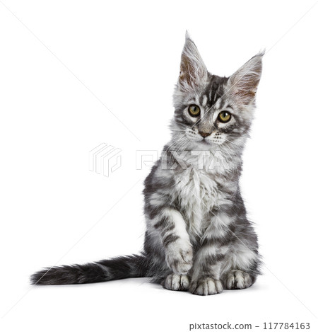 Maine Coon cat kitten on white background Maine Coon cat kitten on white background 117784163