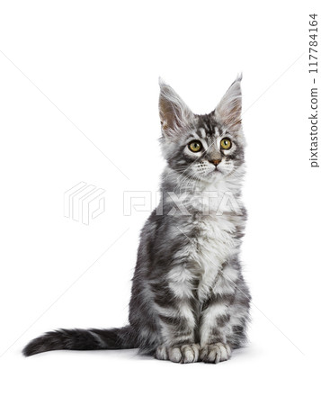 Maine Coon cat kitten on white background Maine Coon cat kitten on white background 117784164