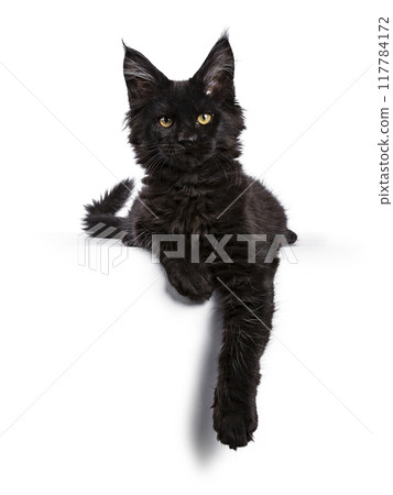 Black cat on white background Black cat on white background 117784172