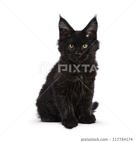 Black cat on white background Black cat on white background 117784174