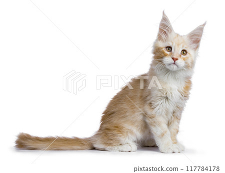Maine Coon cat kitten on white background 117784178