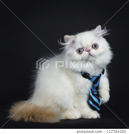 Persian cat kitten on black background Persian cat kitten on black background 117784185