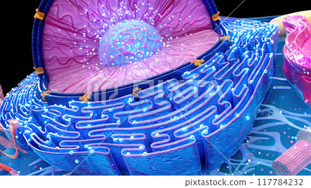 Abstract illustration of the biological cell 117784232