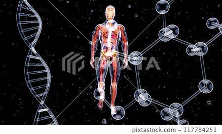 Abstract illustration of a man's anatomy 117784251
