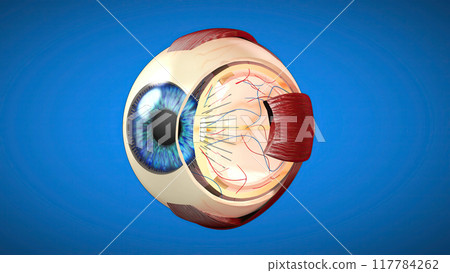 3D anatomical model of an Eye 117784262