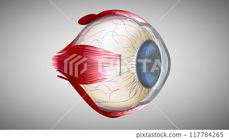 3D anatomical model of an Eye 117784265