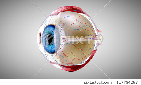 3D anatomical model of an Eye 3D anatomical model of an Eye 117784268