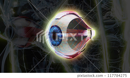 3D anatomical model of a woman with an Eye 3D anatomical model of a woman with an Eye 117784275