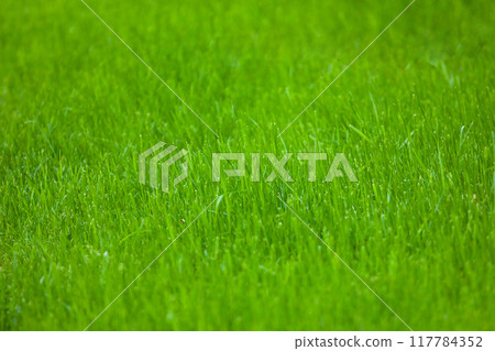 Beautiful background of green grass. Natural texture Beautiful background of green grass. Natural texture 117784352