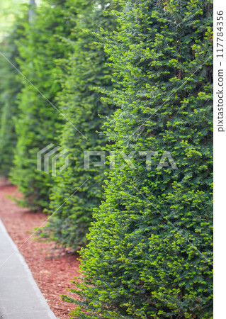Green fir, planted in a row, background image Green fir, planted in a row, background image 117784356