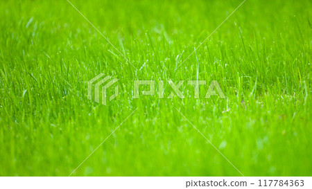 Beautiful background of green grass. Natural texture Beautiful background of green grass. Natural texture 117784363