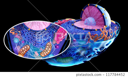 4K abstract illustration of the biological cell and the mitochondria 117784452