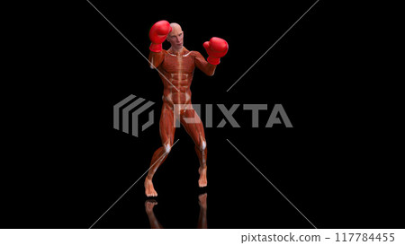 Abstract 3D anatomy of a man boxing 117784455