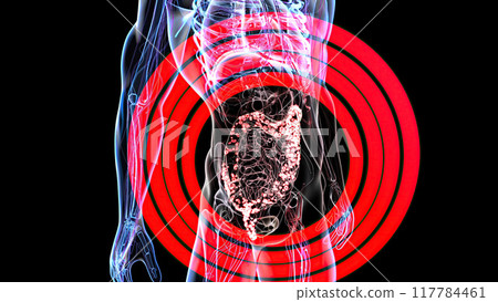 Abstract 3d anatomy view of the gut Abstract 3d anatomy view of the gut 117784461