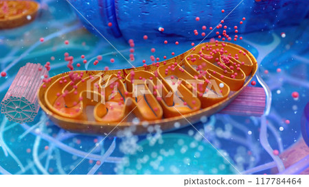 Abstract 3D illustration of the biological cell and the mitochondria 117784464