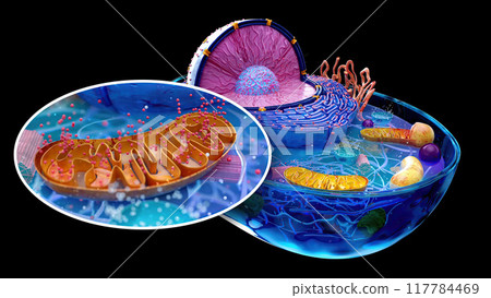 4K abstract illustration of the biological cell and the mitochondria 117784469