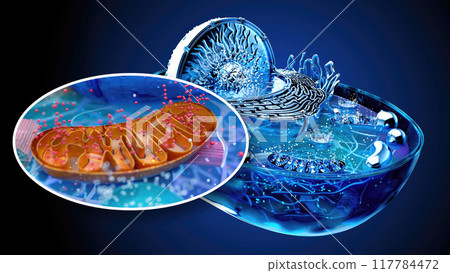 4K abstract illustration of the biological cell and the mitochondria 117784472