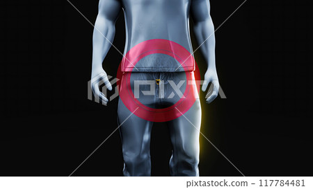 Abstract 3D illustration of the prostate 117784481