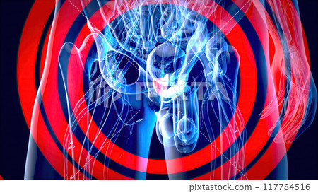 Abstract 3D illustration of the prostate Abstract 3D illustration of the prostate 117784516