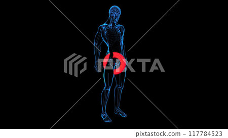 Abstract 3D illustration of the prostate Abstract 3D illustration of the prostate 117784523