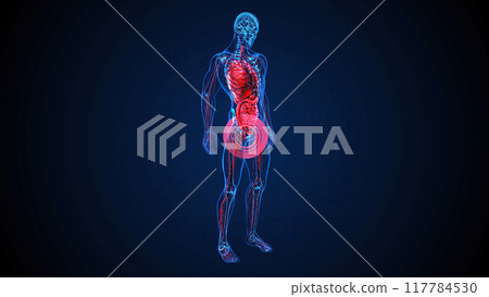 4K abstract 3D illustration of the prostate 117784530