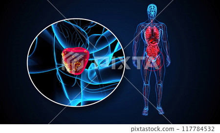 4K abstract 3D illustration of the prostate 117784532