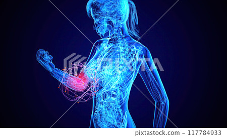 Anatomy concept of an elbow pain 117784933