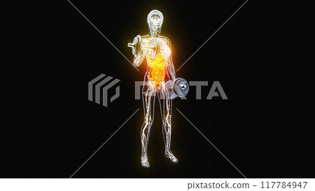 Anatomy of a X-ray woman doing Biceps Curls Anatomy of a X-ray woman doing Biceps Curls 117784947