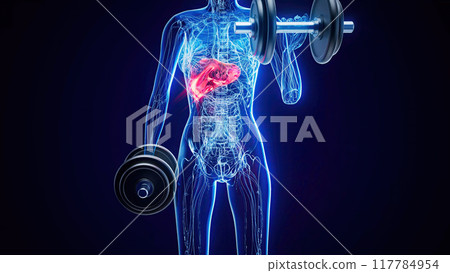 Anatomy of a X-ray woman doing Biceps Curls 117784954